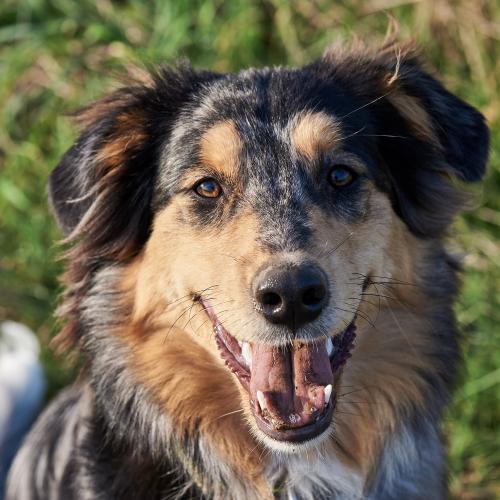 Bonita (2022). Was gibt es hier zu lachen? <br><sub>(14.11.2022, Nikon D700, 105 mm, f/8, 1/160, ISO 200)</sub>
