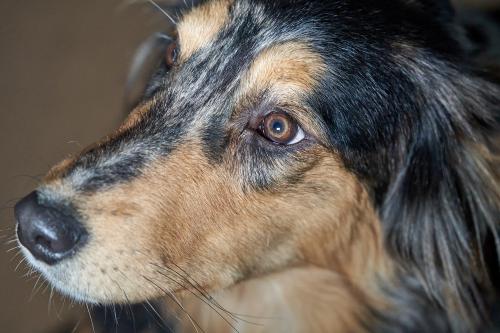 Bonita (2022). Der abwartende Blick. <br><sub>(07.12.2022, Sony A7R4, 162 mm, f/4,5, 1/200, ISO 8.000)</sub>