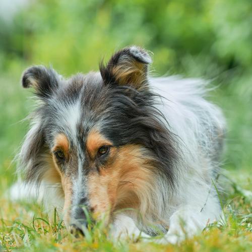 Daena (2022). Im Garten sucht sie Entspannung. Es sei denn, in der Nachbarschaft bellt ein anderer Hund. Dann antwortet sie sofort. <br><sub>(18.06.2022, Fujifilm G100S, 80 mm, f/2,8, 1/250, ISO 250)</sub>