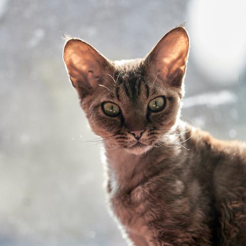 Dobby (2022). Hier wird seine Elfennatur sichtbar. <br><sub>(29.12.2022, Sony A7R4, 171 mm, f/3,2, 1/320, ISO 400)</sub>
