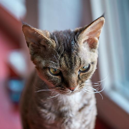 Dobby (2022). Auf der Fensterbank, kurz vor dem Sprung. <br><sub>(02.05.2022, Nikon D700, 105 mm, f/3,2, 1/40, ISO 200)</sub>