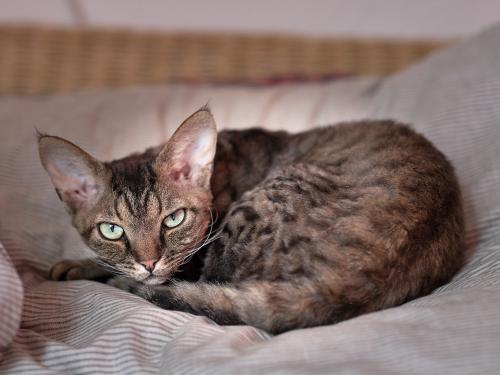 Dobby (2022). Kuscheln im Bett gehört zum Standardrepertoire der meisten Katzen. Dobby ist da keine Ausnahme. <br><sub>(03.04.2022, Fujifilm G100S, 80 mm, f/2,8, 1/160, ISO 1.600)</sub>