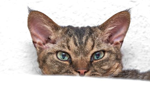 Dobby (2022). Guck mal … <br><sub>(14.12.2022, Sony A7R4, 200 mm, f/8, 1/125, ISO 800)</sub>
