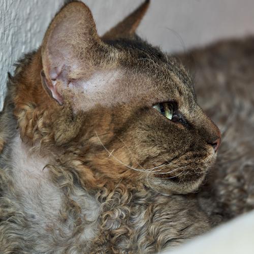 Dobby (2022). Man sieht sehr schön das krause Haar von Dobby. Als Devon Rex ein Prachtexemplar. <br><sub>(14.12.2022, Sony A7R4, 200 mm, f/8, 1/125, ISO 800)</sub>