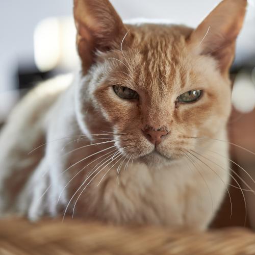 Elvis (2022). Als Methusalem. Ist eine seiner Lieblingsposen. Darf er auch mit seinen 16 Jahren. <br><sub>(25.04.2022, Sony A7R4, 110 mm, f/2,8, 1/200, ISO 250)</sub>le