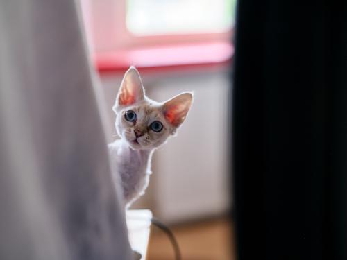 Salsa (2022). Sie war ein echter Elf. Nicht zu verwechseln mit einer Fledermaus, obwohl die Ohren schon recht dazu passen würden. <br><sub>(29.08.2022, Fujifilm G100S, 80 mm, f/2,8, 1/160, ISO 1.600)</sub>