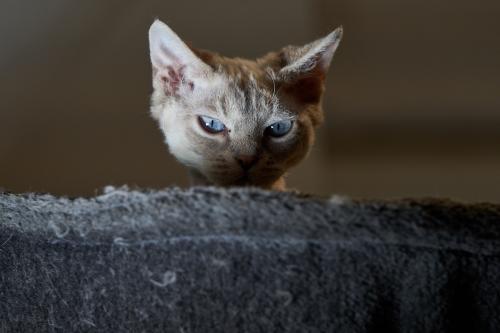 Salsa (2022). Beobachterposten ist bezogen. Alles im Blick. <br><sub>(07.12.2022, Sony A7R4, 147 mm, f/4,5, 1/200, ISO 1.250)</sub>