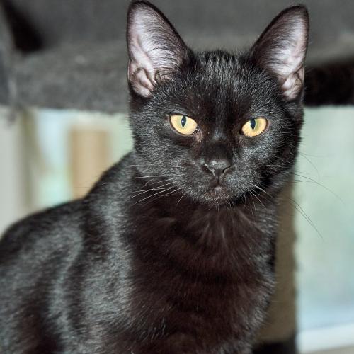 Tango (2022). Schwarzer Kater, wie ich ihn häufig nannte, nahm mit seinem Abgang ein Stück meiner Seele mit. Ich werde ihn nie vergessen. <br><sub>(10.12.2022, Sony A7R4, 85 mm, f/5, 1/100, ISO 1.600)</sub>