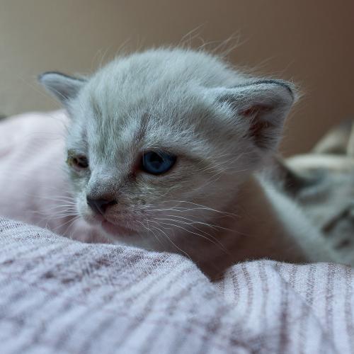 Bijou <br><sub> (10.08.2023, Sony A7R4, 24 mm, f/7.1, 1/100, ISO 1.600)</sub>