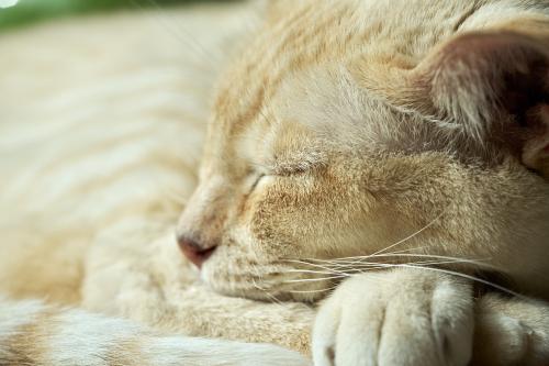 Elvis <br><sub> (13.08.2023, Sony A7R5, 110 mm, f/8, 1/1.000, ISO 1.600)</sub>