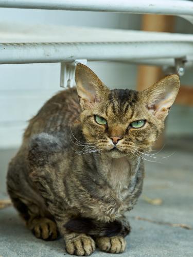 Dobby <br><sub> (13.08.2023, Sony A7R5, 110 mm, f/5.6, 1/640, ISO 1.600)</sub>