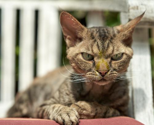 Dobby <br><sub> (15.08.2023, Sony A7R4, 85 mm, f/3.2, 1/640, ISO 100)</sub>