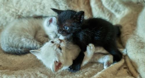 Momo bekommt etwas von Lumi mitgeteilt <br><sub> (21.08.2023, Sony A7R4, 70 mm, f/4, 1/160, ISO 3.200)</sub>