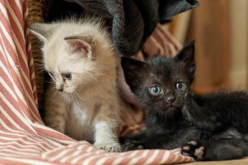 Momo und Bijou <br><sub> (25.08.2023, Sony A7R5, 65 mm, f/4, 1/80, ISO 6.400)</sub>