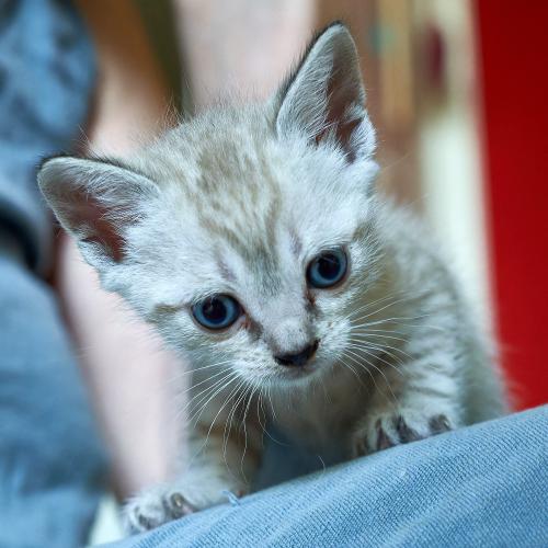 Bijou <br><sub> (21.08.2023, Sony A7R4, 51 mm, f/5, 1/125, ISO 3.200)</sub>