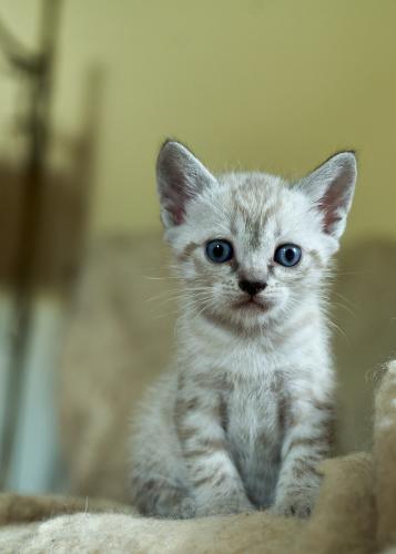Bijou <br><sub> (21.08.2023, Sony A7R4, 51 mm, f/4, 1/160, ISO 3.200)</sub>