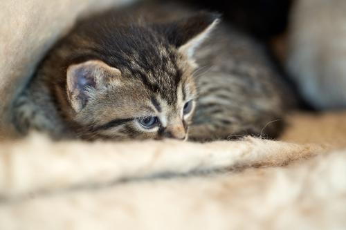 Leo <br><sub> (21.08.2023, Sony A7R4, 110 mm, f/4, 1/100, ISO 3.200)</sub>