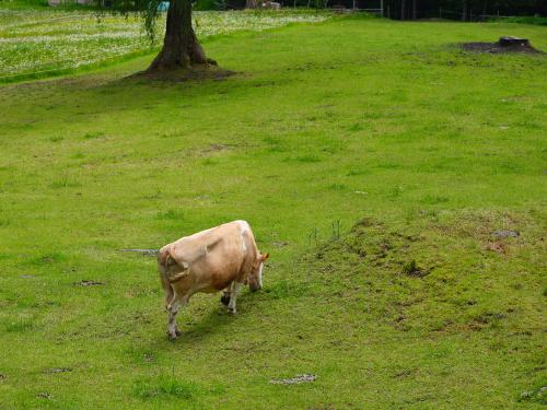 Kuh bei einer ihrer beiden Tagestätigkeiten: Fressen und Ruhen. Übrigens sind die Kühe in den Alpen besonders neugierig. <br><sub> (06.06.2023, Fujifilm GFX100S, 120 mm, f/7,1, 1/400, ISO 200)</sub>