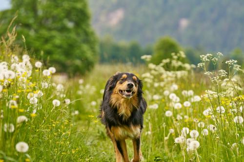 Baghira liebte die Wege durch die hohen Wiesen. <br><sub> (07.06.2023, Sony A7R5, 154 mm, f/4,5, 1/800, ISO 250)</sub>