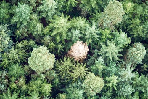 Wald von oben - 2. <br><sub> (18.09.2021, Sony A7R4, 168 mm, f/3,2, 1/200, ISO 200)</sub>