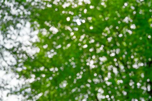 Die Unschärfe lädt zum Träumen ein. <br><sub> (05.05.2022, Sony A7R4, 50 mm, f/8, 1/400, ISO 400)</sub>