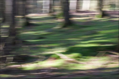 Der Waldboden verflüssigt sich. Das Grün kommt in Bewegung. <br><sub> (24.03.2023, Nikon D4, 85 mm, f/4, 1/100, ISO 400)</sub>