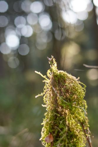 Moosknorpel. <br><sub> (26.03.2021, Sony A7R4, 50 mm, f/2, 1/640, ISO 320)</sub>