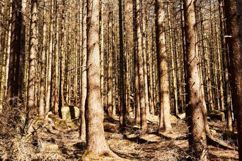 Die Hitze im Harz ist mit Händen zu greifen. <br><sub> (30.03.2021, Sony A7R4, 50 mm, f/6,3, 1/100, ISO 100)</sub>