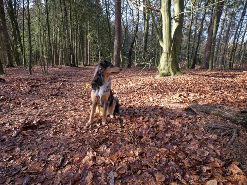 Einer meiner Hunde präsentiert sich im Wald. Bonita ist immer aufmerksam, lauscht jedem Geräusch, nimmt jede Bewegung wahr. Davon bietet der Wald genug. <br><sub> (04.02.2023, Fujifilm GFX100S, 23 mm, f/11, 1/20, ISO 100)</sub>