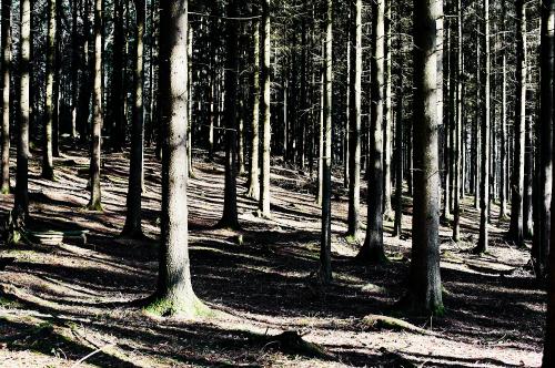 Manchmal wirkt der Wald surreal. Liegt das an meiner Wahrnehmung in diesem Moment oder passiert hier gerade etwas, das sich meinen üblichen Sinnen entzieht? <br><sub> (08.02.2023, Nikon D700, 50 mm, f/5, 1/60, ISO 200)</sub>