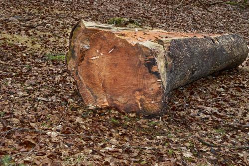 Die Spuren des menschlichen Eingriffs in die Natur sind überall zu finden. Reste der Technik und der Ökonomisierung der Natur. Vielleicht unabwendbar durch die Art unserer Zivilisation. Aber alternativlos? <br><sub>(16.03.2023, Sony A7R4, 50 mm, f/4, 1/200, ISO 800)</sub>