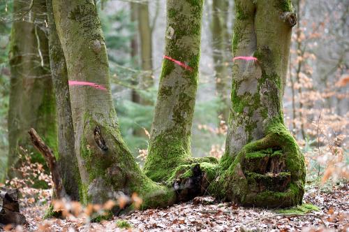 Steht hier ein Elefant im Wald? (<br><sub>04.02.2023, Nikon D700, 220 mm, f/5,6, 1/80, ISO 200)</sub>