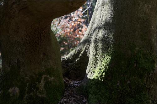 Blick des Alters auf das Nachwachsende. <br><sub>(24.03.2023, Nikon D4, 85 mm, f/4,5, 1/400, ISO 400)</sub>