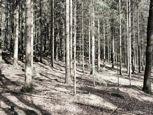 Ein Wald verschwindet. Im Harz gibt es viele dieser Ausblicke eines um sein Überleben kämpfenden Waldes. Nur die Strukturen der Bäume sind noch vorhanden. Der nächste Sturm wird auch die wegwischen. Dann ist Platz für Neues. <br><sub>(08.04.2022, Fujifilm GFX100S, 45 mm, f/8, 1/160, ISO 400)</sub>