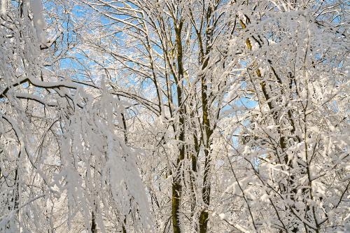 Im Winter gibt es nur wenige Farben. Weiß, Blau und Schwarz. Aber diese wenigen Farben erzeugen einen wunderbaren Kontrast, insbesondere das Weiß und das Blau. <br><sub> (04.02.2023, Sony A7R5, 50 mm, f/4, 1/640, ISO 100)</sub>