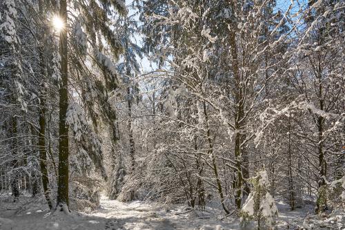 Die Sonne sorgt dafür, dass insbesondere nachmittags das Weiß schmilzt und in dicken Klumpen von den Bäumen fällt. Manchmal auch als feiner Staub, der glitzert wie ein Meer von Diamanten. <br><sub> (11.03.2023, Sony A7R5, 24 mm, f/6,3, 1/500, ISO 100)</sub>