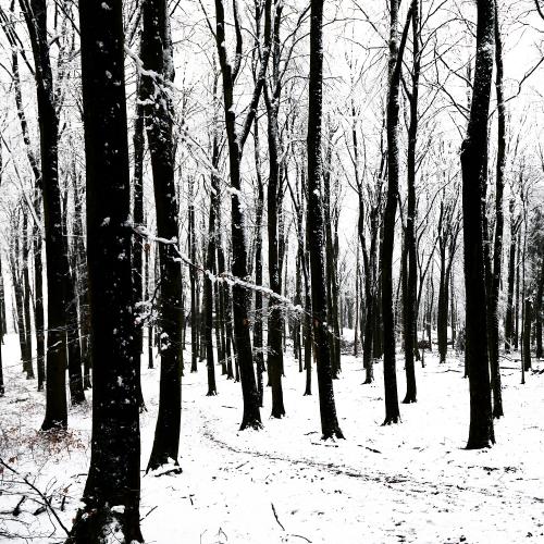Im Winter sind es immer wieder die Strukturen, die den Kern eines Waldes hervortreten lassen. Das Skelett, das im Sommer von grün verdeckt wird. <br><sub> (04.02.2023, Nikon D800E, 24 mm, f/4,5, 1/100, ISO 400)</sub>