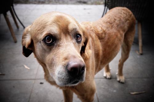 Balu (2023). Sein typischer Blick, leicht von unten, mit großen Augen. <br><sub> (16.01.2023, Sony A7R4, 35 mm, f/6,3, 1/80, ISO 3.200)</sub>