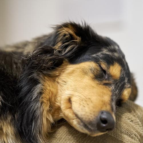 Bonita (2023) im Schlaf. <br><sub> (19.01.2023, Sony A7R5, 85 mm, f/2,5, 1/125, ISO 3.200)</sub>