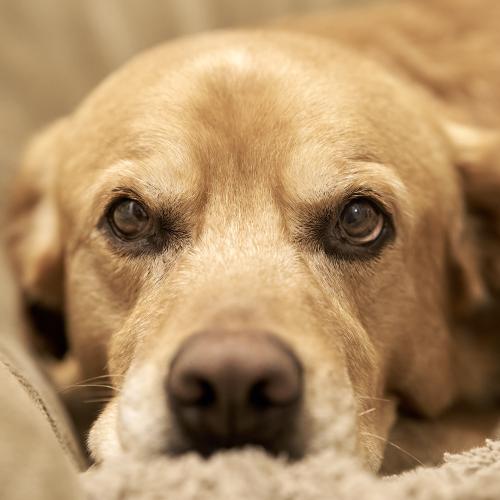Balu (2023) auf seinem Sofa. <br><sub> (19.01.2023, Sony A7R5, 85 mm, f/2,5, 1/125, ISO 3.200)</sub>