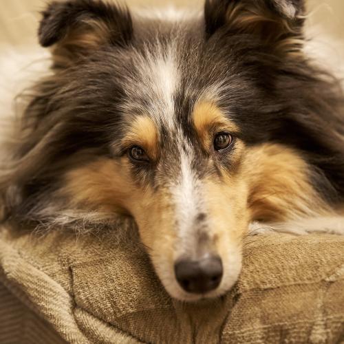 Daena (2023) ist die Mutter von Bonita und Baghira. Sie ist ein echter Hütehund, also immer aufmerksam und manchmal nervös. Im Augenblick (Juli 2023) verbringt sie die meiste Zeit vor dem Refugium der 6 Kätzchen, die Malaika am 21. 07.2023 auf die Welt gebracht hat. <br><sub> (19.01.2023, Sony A7R5, 85 mm, f/2,5, 1/125, ISO 3.200)</sub>