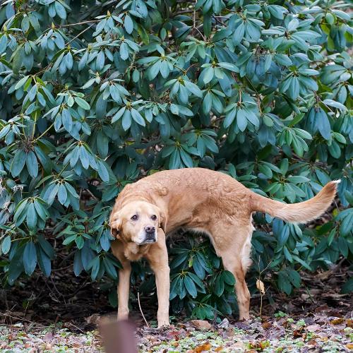 Balu (2023) wässert den Garten. <br><sub> (20.01.2023, Sony A7R5, 200 mm, f/4, 1/400, ISO 800)</sub>