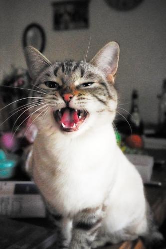 Amischa (2023). Eine wilde Katze mit großem Schmusepotential. Im Januar 2023 ist sie Opfer der Rosengartenstraße geworden. Hinterlassen hat sie Tango und Salsa, die später (Mai und Juni) ebenfalls der Rosengartenstraße zum Opfer gefallen sind. Demgemäß bin ich auf diese Straße nicht gut zu sprechen! <br><sub> (16.01.2023, Sony A7R4, 35 mm, f/6,3, 1/60, ISO 12.800)</sub>