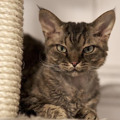 Dobby (2023) läßt sich immer wieder gerne ablichten und ist sehr fotogen. <br><sub> (19.01.2023, Sony A7R5, 85 mm, f/2,2, 1/160, ISO 3.200)</sub>