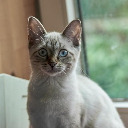 Amischa (2021). Der intensive und fokussierte Blick war eines ihrer besonderen Merkmale. Und natürlich ihre blauen Augen. <br><sub>(19.08.2021, Nikon D700, 105 mm, f/5, 1/400, ISO 800)</sub>