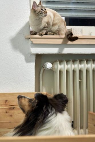 Amischa (2022). Für Sie war der zweite Wurf von Daena ebenso ein interessantes Ereignis wie für Dobby. Immer wieder hat sie Daena besucht, aber etwas mehr Abstand gehalten als Dobby. <br><sub>(11.03.2022, Sony A7R4, 50 mm, f/2,8, 1/125, ISO 3.200)</sub>