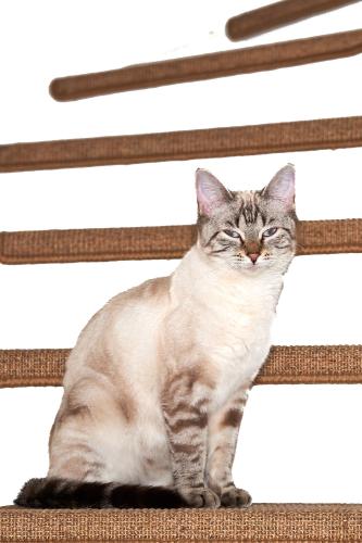 Amischa (2022). Katze auf der Treppe. Hier hat sie sich sehr schön in Szene gesetzt. <br><sub>(10.04.2022, Sony A7R4, 85 mm, f/5,6, 1/60, ISO 400)</sub>