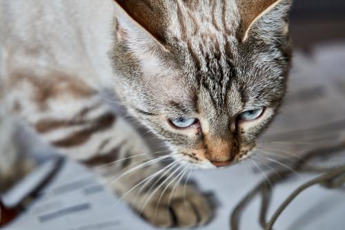 Amischa (2022). Manchmal war sie eine richtige Raubkatze und schlich in der Gegend herum, bereit zum Sprung. <br><sub>(07.12.2022, Sony A7R4, 186 mm, f/4,5, 1/200, ISO 2.000)</sub>