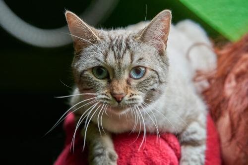 Amischa (2022). Und dann wieder die Schmusekatze, die sie unbedingt auch war. <br><sub>(10.12.2022, Sony A7R4, 85 mm, f/5, 1/100, ISO 3.200)</sub>