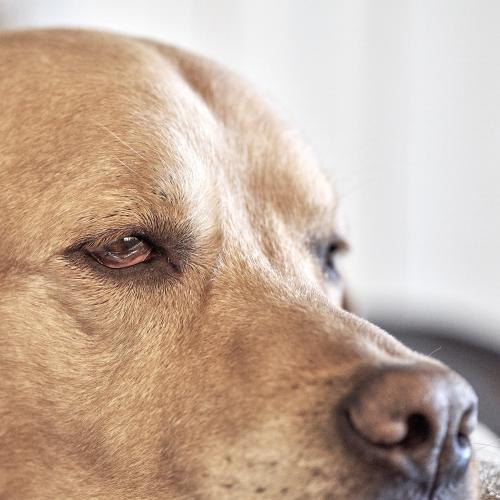 Balu (2021). Meditation am Nachmittag. Er ist ein Meister dieses Fachs. <br><sub>(10.12.2021, Sony A7R4, 110 mm, f/3,5, 1/30, ISO 1.600)</sub>